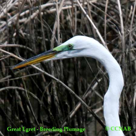 Great Egret Breeding