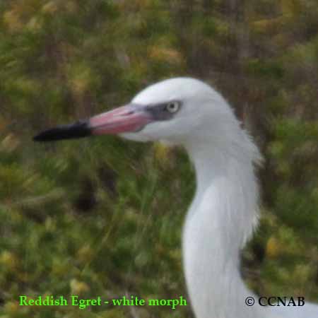 Reddish Egret White