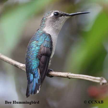 Bee Hummingbird