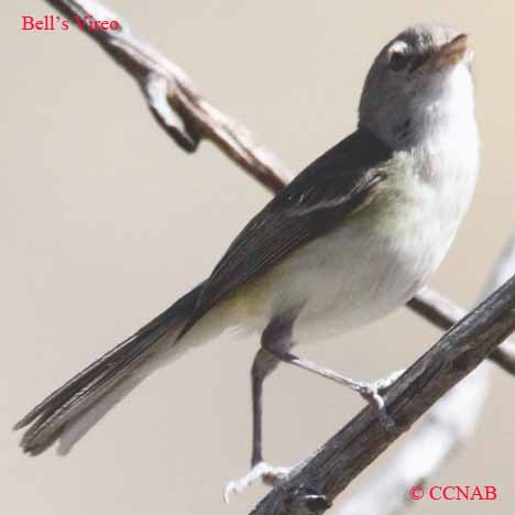 Birds of North America