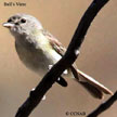 Bell's Vireo songs and calls