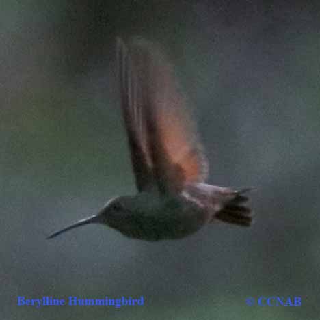 Birds of North America