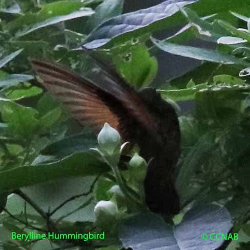 Birds of North America