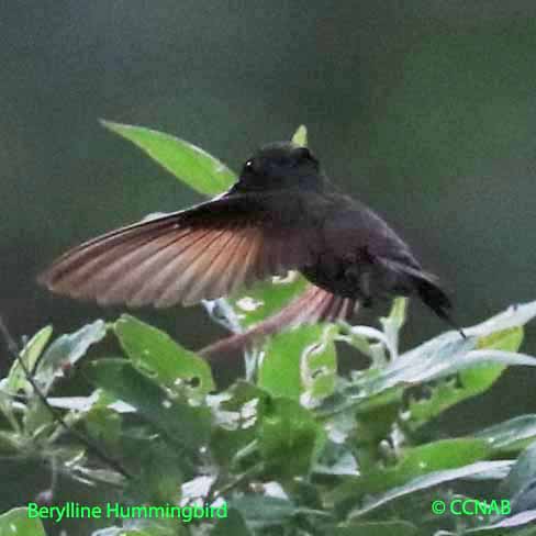 Birds of North America