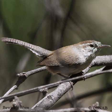 Birds of North America