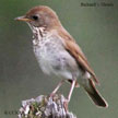 Bicknell's Thrush songs and calls