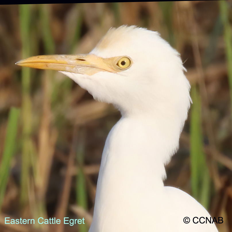 Eastern Cattle Egret Non-Breeding