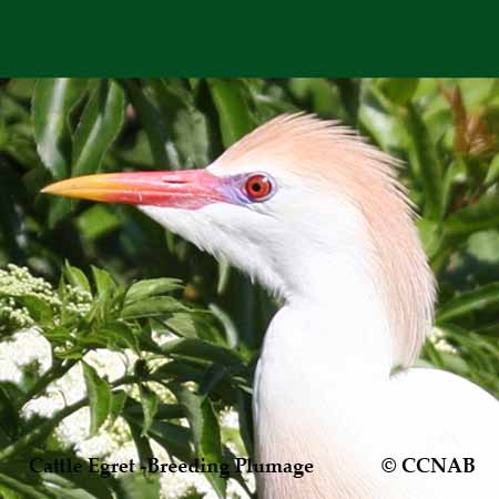 Western Cattle Egret Breeding
