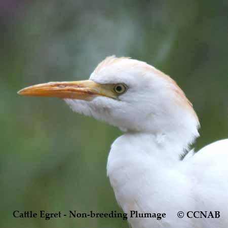 Western Cattle Egret Non-Breeding