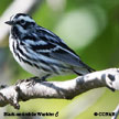 Black-and-white Warbler songs and calls