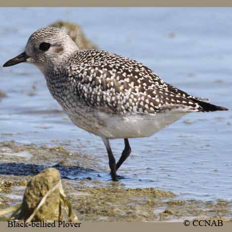 Birds of North America