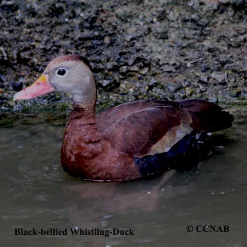 Black-bellied Whistling-Duck