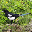 Black-billed Magpie songs and calls