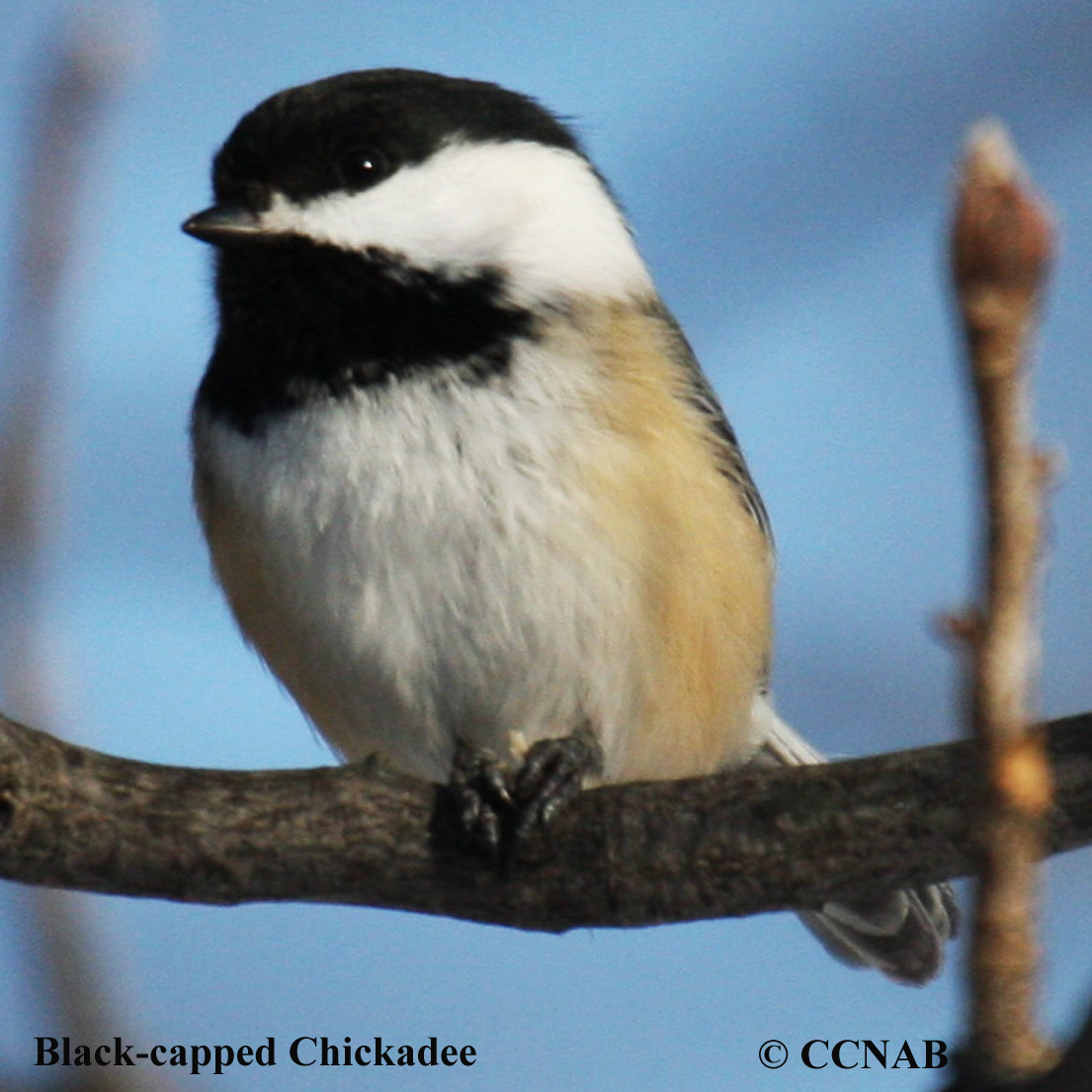 Birds of North America