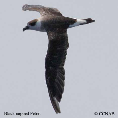 Black-capped Petrel