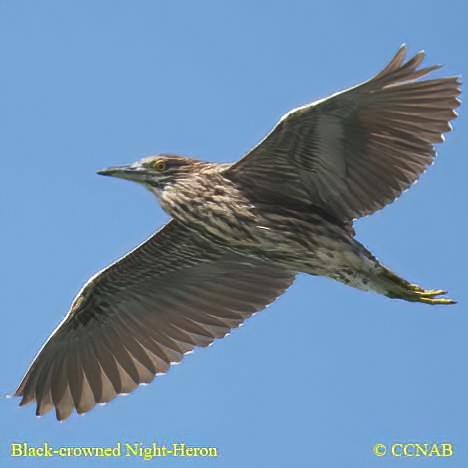 Birds of North America
