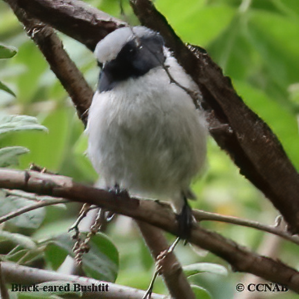 North American Birds