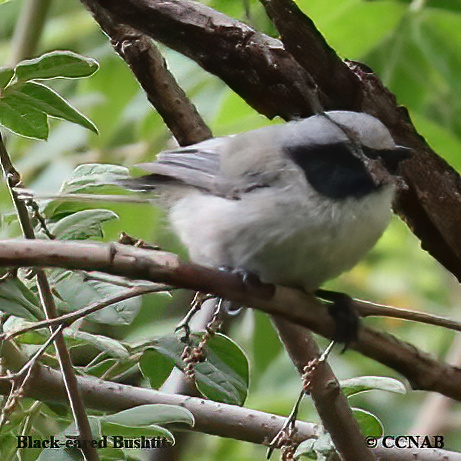 North American Birds