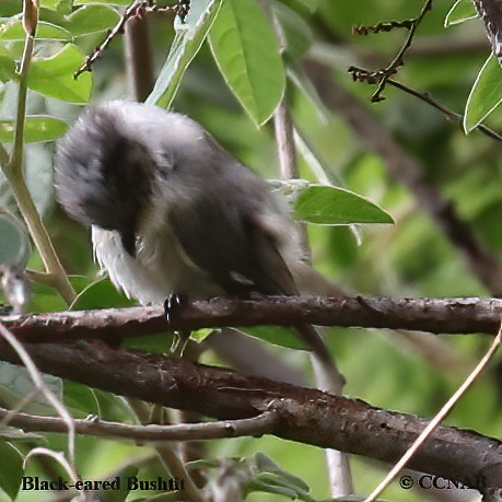 North American Birds
