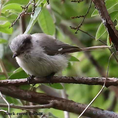 North American Birds