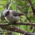 Black-eared Bushtit