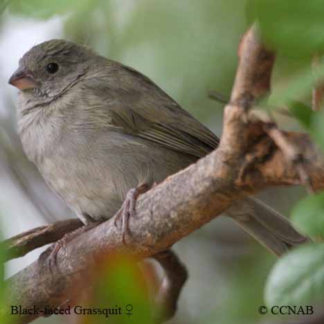 Birds of North America
