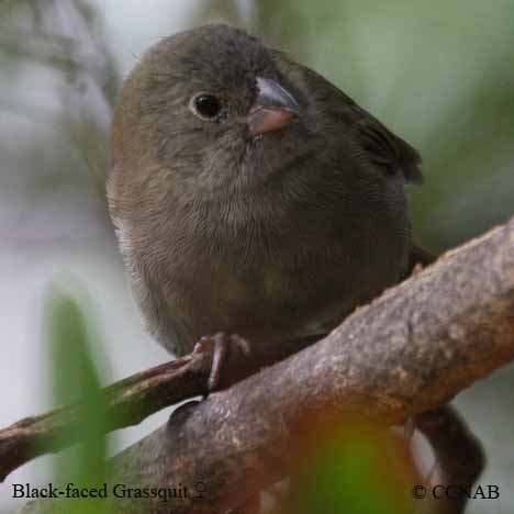 Birds of North America