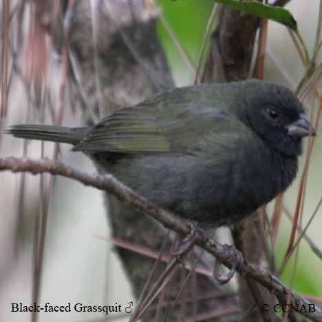 Birds of North America