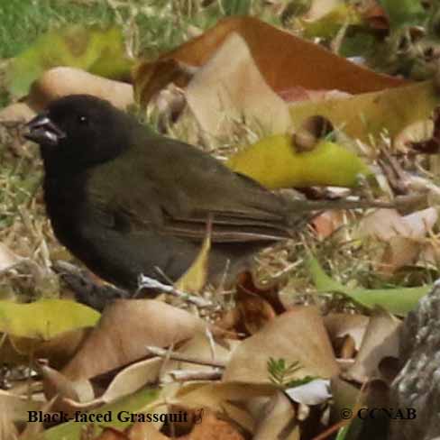Black-faced Grassquit