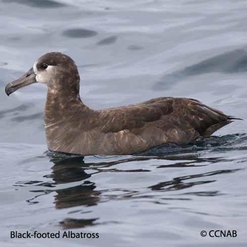 Birds of North America