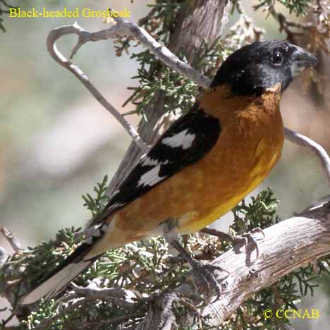 grosbeaks
