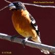 Black-headed Grosbeak songs and calls