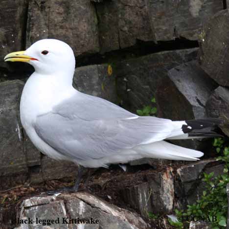 Black-legged Kittiwake