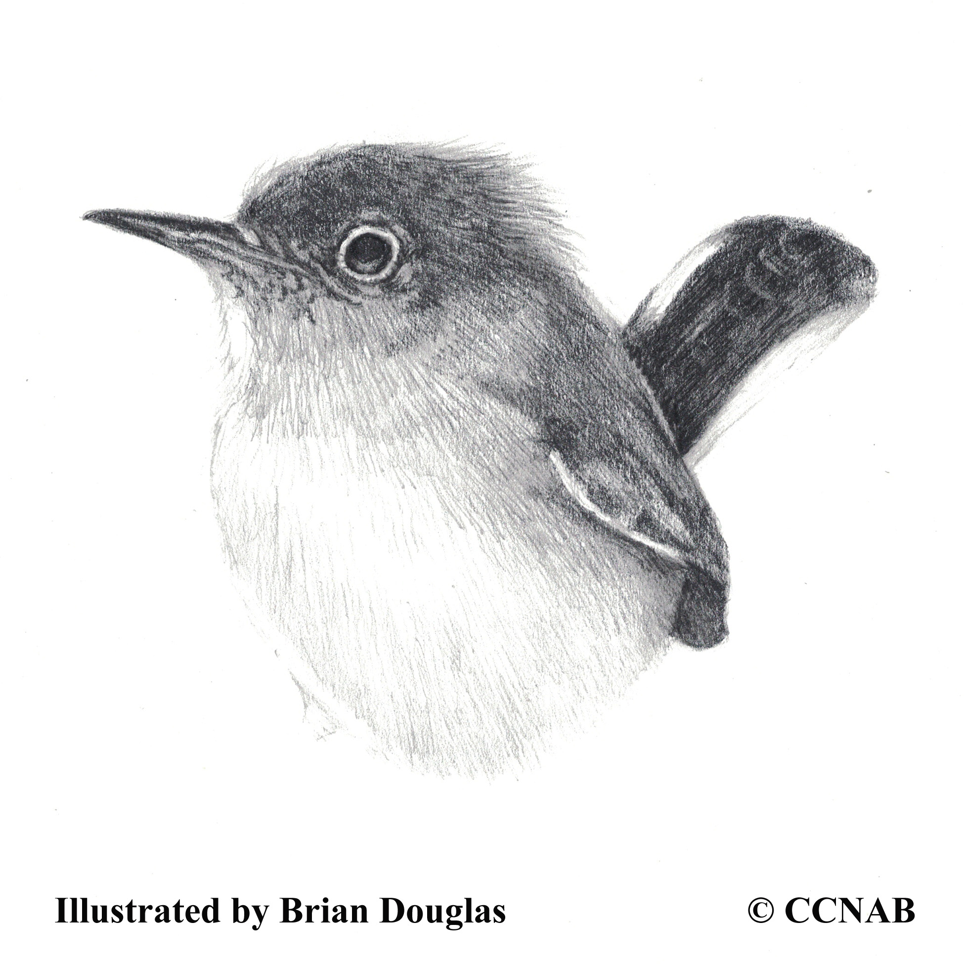 gnatcatchers