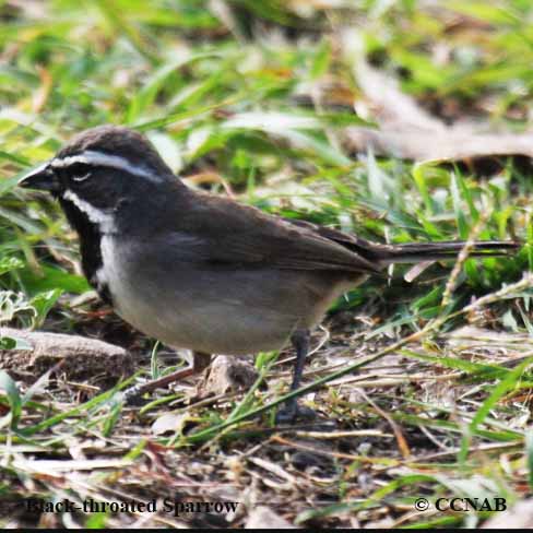 Birds of North America