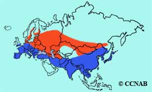 Black Kite range map