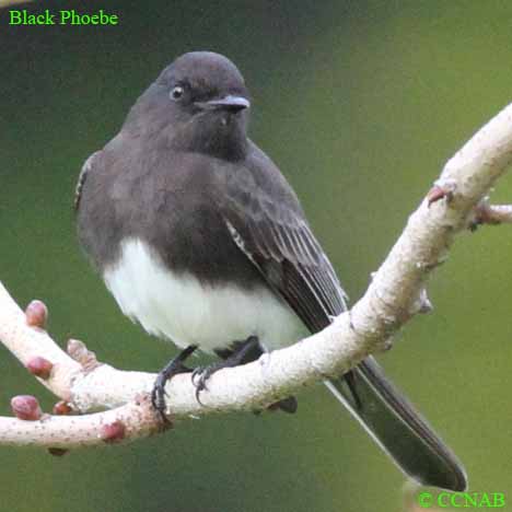 North American Birds