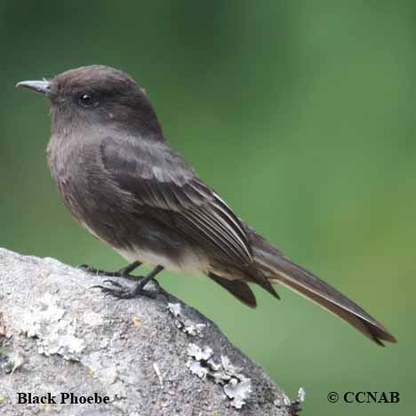 North American Phoebes