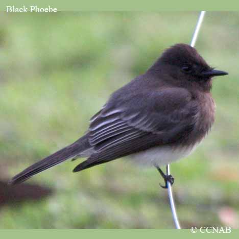 North American Birds