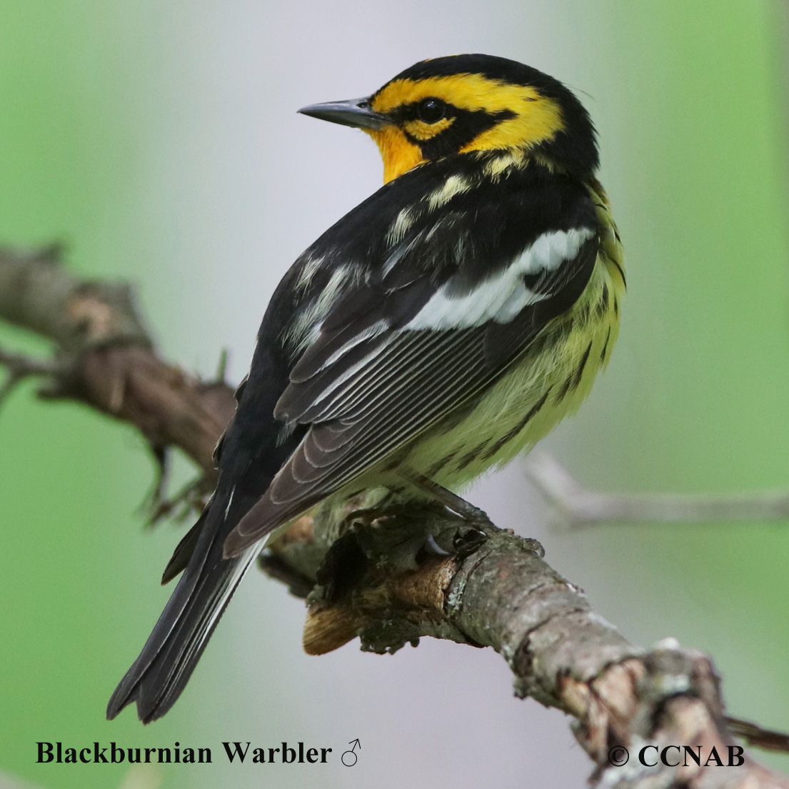 Birds of North America