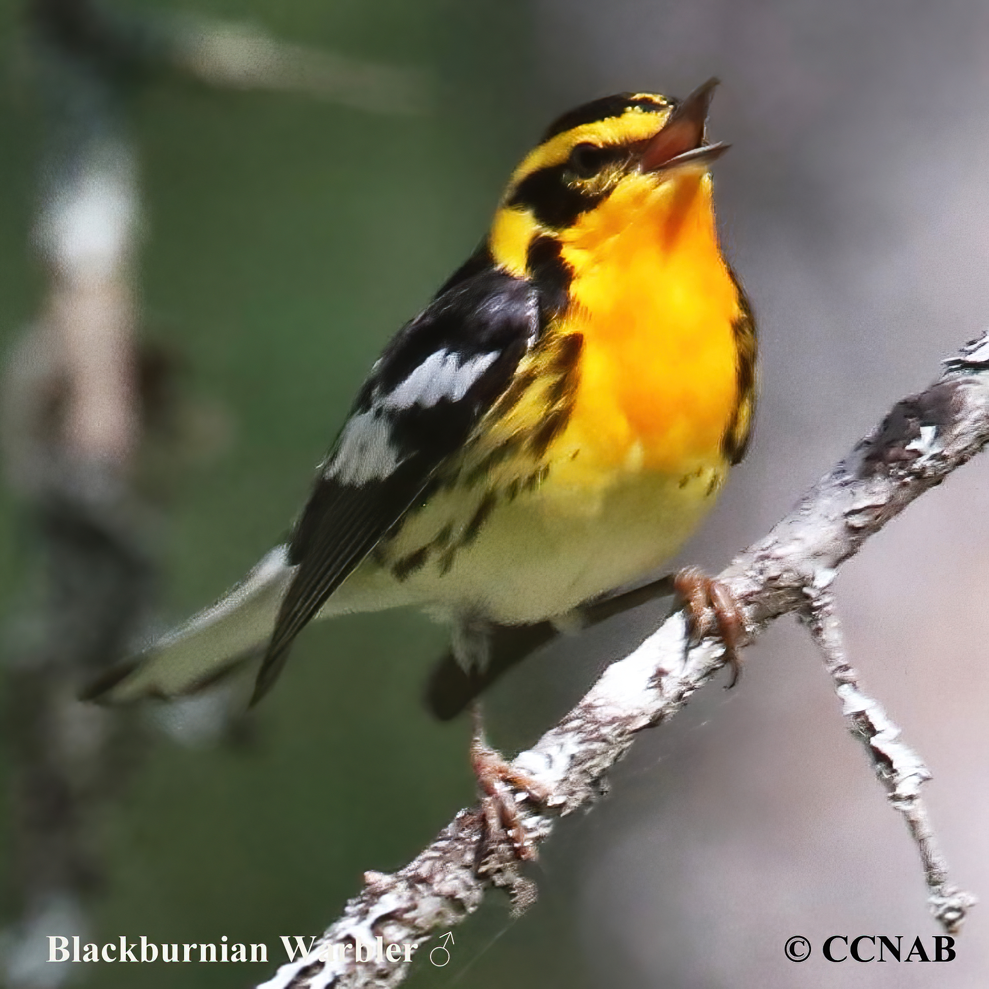 Birds of North America