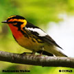 Blackburnian Warbler songs and calls