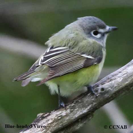 Birds of North America
