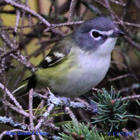 Birds of North America