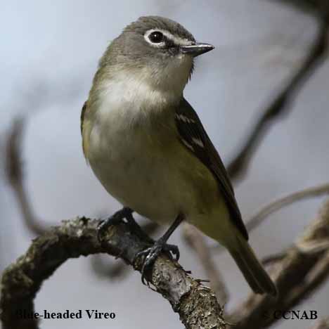 Birds of North America