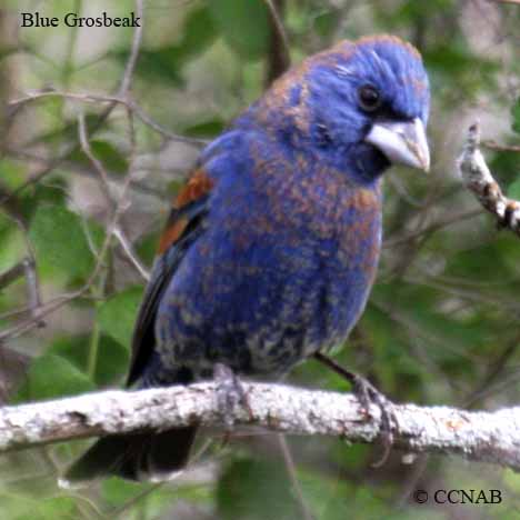 Birds of North America