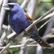 Blue Grosbeak songs and calls