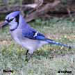 Blue Jay songs and calls