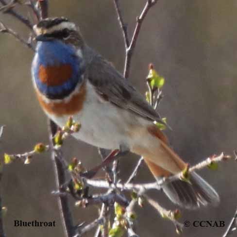 bluethroats