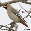 Bohemian Waxwing songs and calls